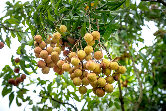 lợi ích nhãn