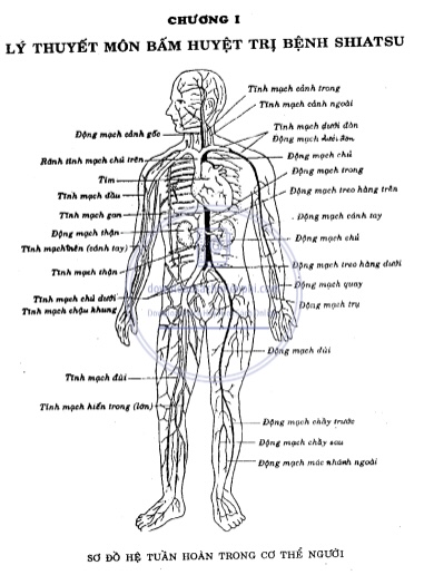 Bấm Huyệt Bí Truyền Nhật Bản – Shiatsu Trị Bệnh Hiệu Quả
